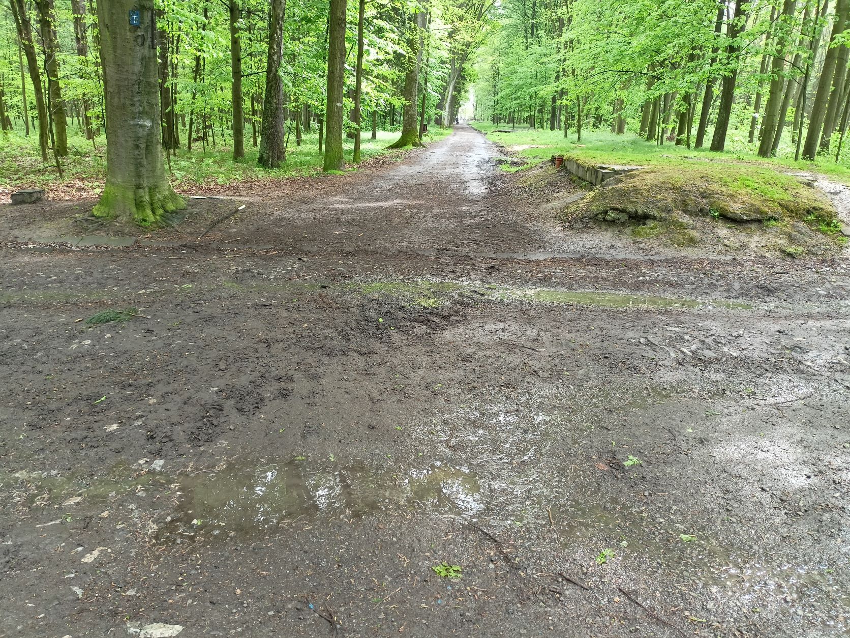 Lesní cesta v Bělském lese, aktuální stav. Foto: MMO